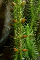 Huperzia australiana. Stems bearing a mixture of sporophylls and bulbils. Image: L.R. Perrie © Leon Perrie CC BY-NC 4.0